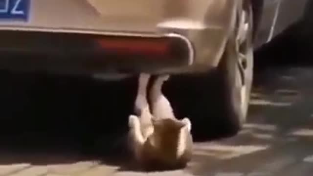 YOU WILL LIKE TO SEE THAT CATππππ»π»π»πββ¬πββ¬