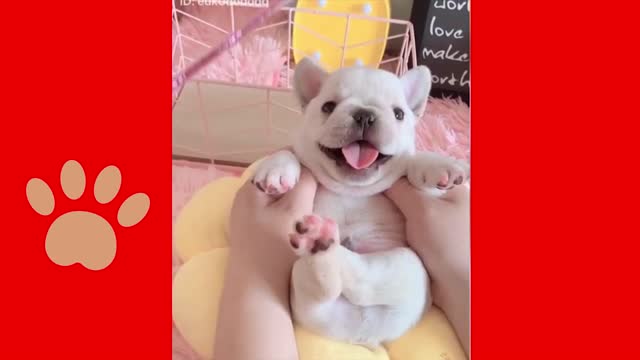 These dogs are cuter, they are always funny