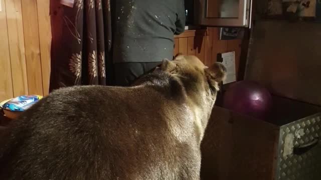 Curious Bear Wonders What Is Outside Window