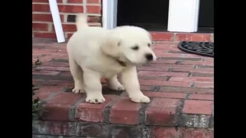 Funny Puppy retriever