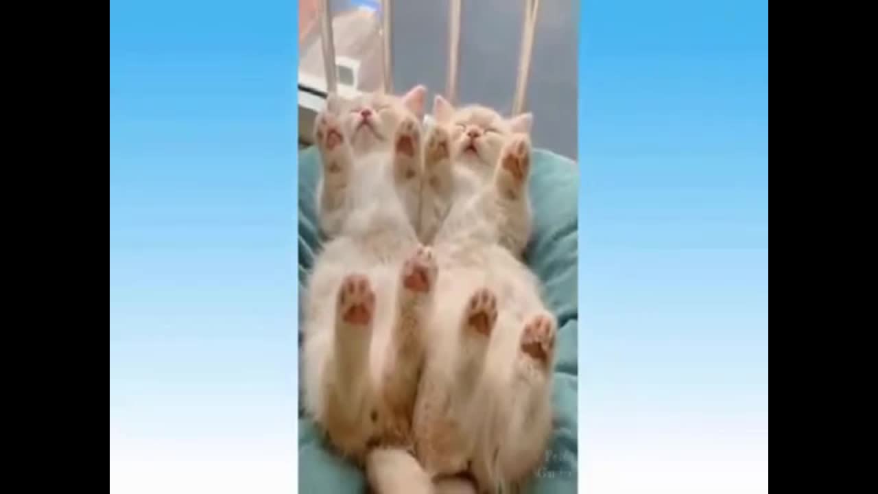 cute kittens sleeping peacefully