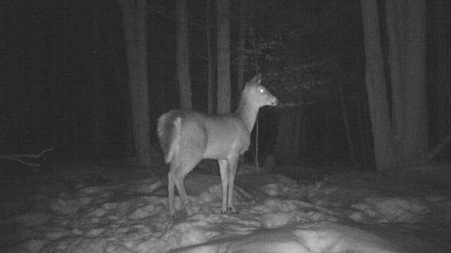 Unexplained Deer Gets Spooked by Bigfoot / Sasquatch / Yeti? Caught on Game Camera.