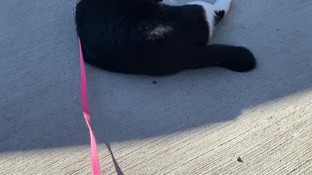 Kitty the funny cat rolls