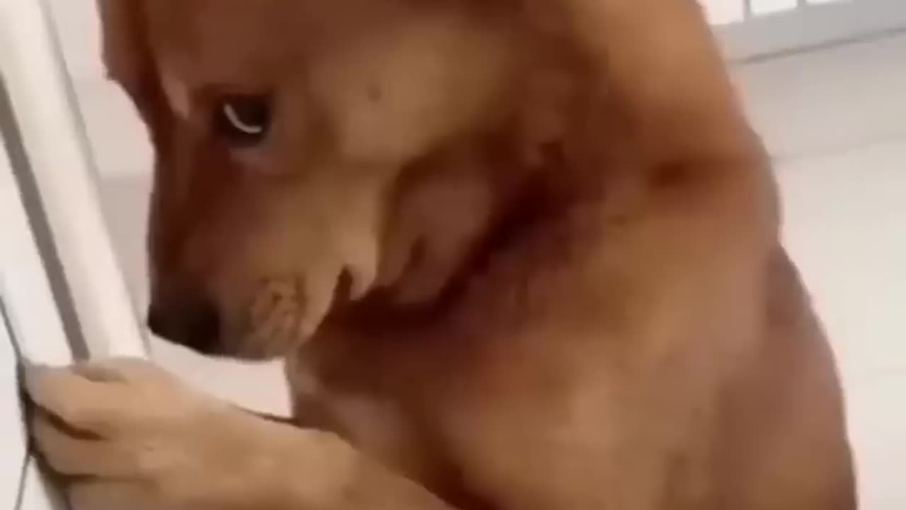 Cute dog