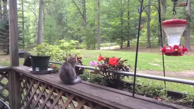 BEST FUNNY CAT VIDEOS OF THE WEEK 😸! Funny Cats