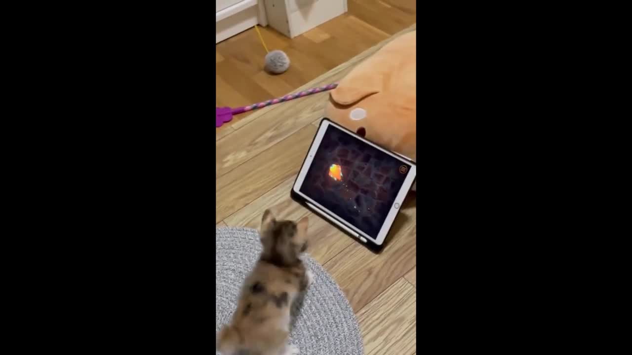 Kitten gets super excited to play tablet game for pets