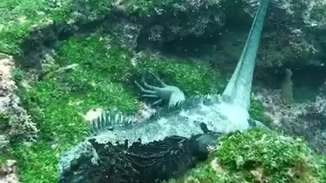 Godzilla in real life