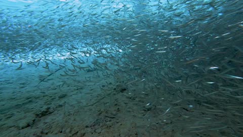 Needlefish Feed on School of Little Sardines