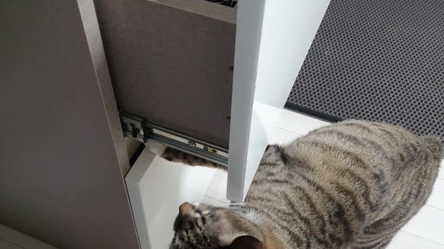 The cat opens the desk drawer.