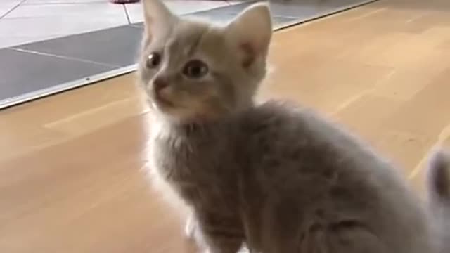 Cute cat talking too much viral video