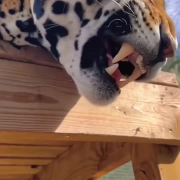 The Jaguar 🤩🤩🤩