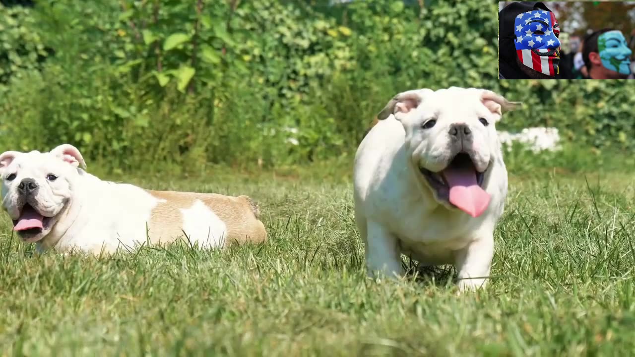 Dog Evolution - Bulldog - From Strength to Suffering_ Bulldog Evolution