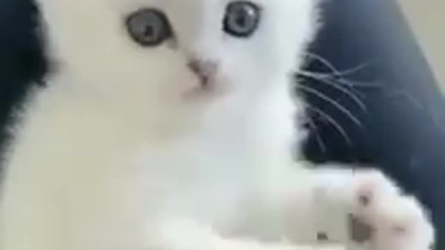 So cute pussi cutest cat fanny beautiful video.