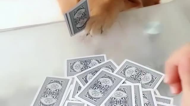 Lovely pets love playing cards