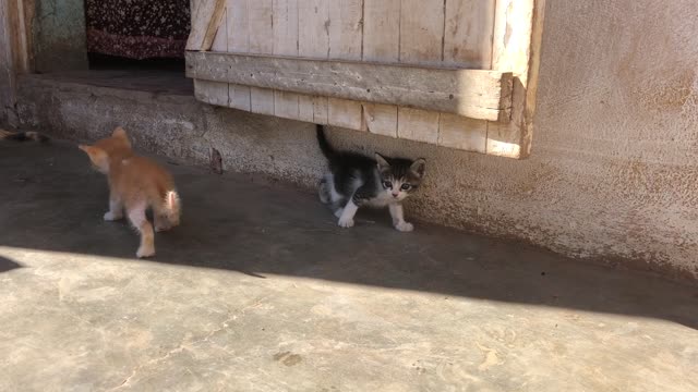 A baby cat a week after birth