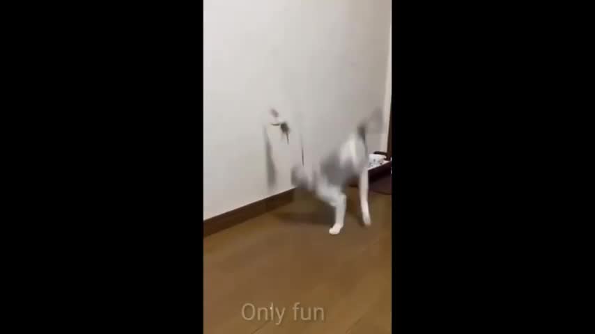 Funny Cats