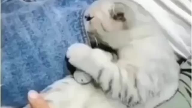 CATS - Cute Cats - Adorable Cats - Funny Cats Compilations PART 3