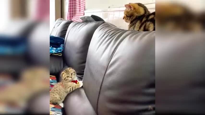 baby and cats