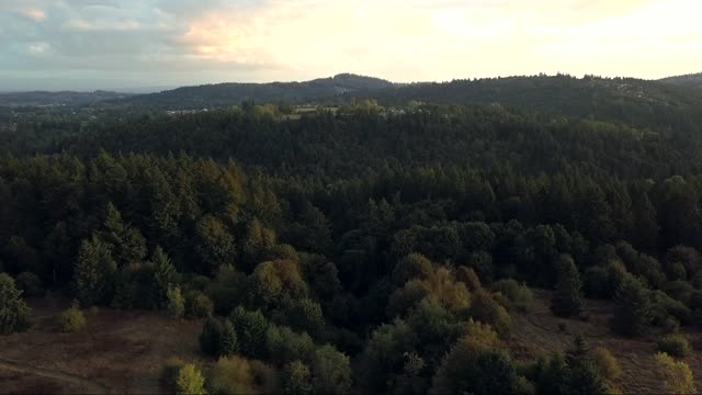 Beautiful Forest lots of nice trees