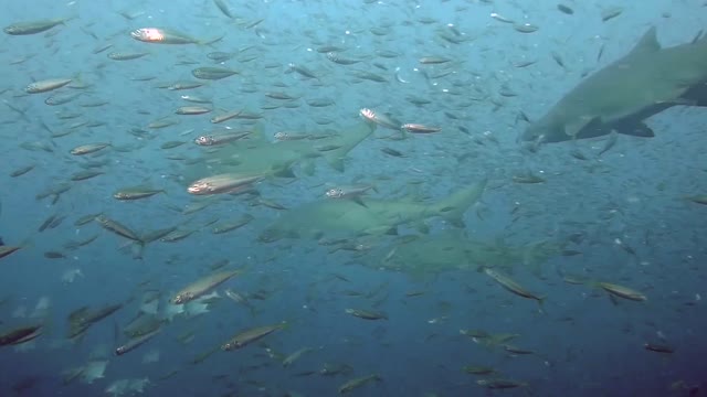 Sandtiger sharks