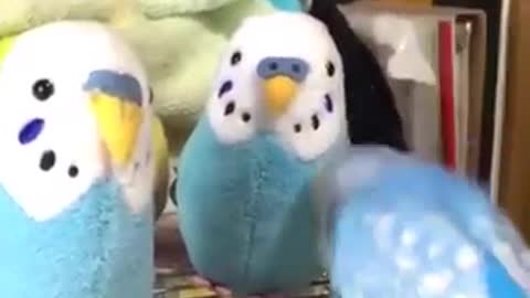 Bird's funny Moment