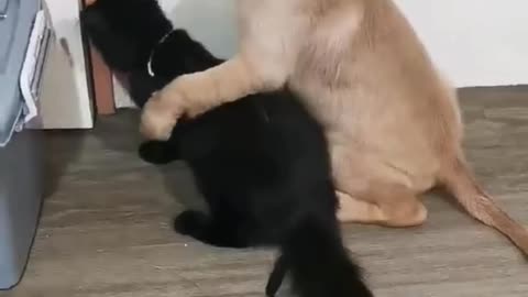 Dog And Cat Escaping