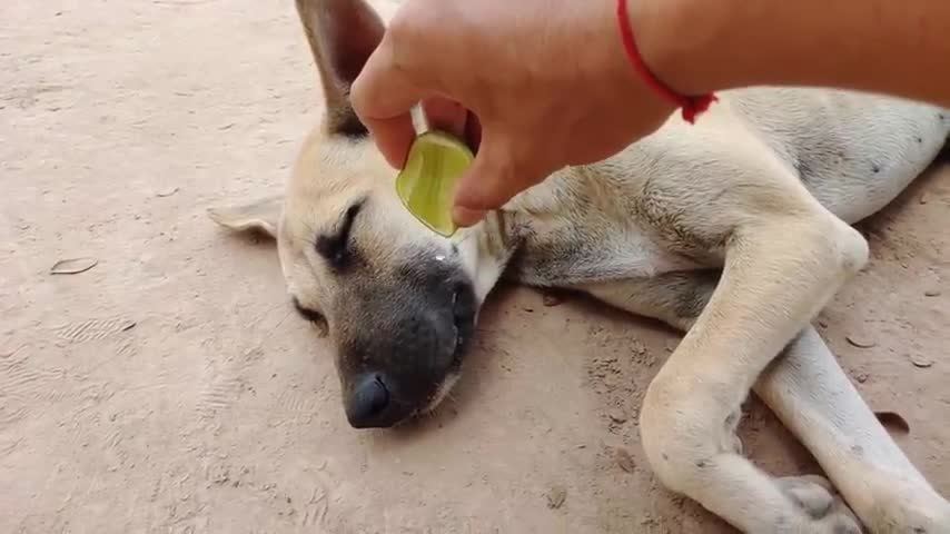 Prank Dog So Funny Try To Stop Laugh Challenge.