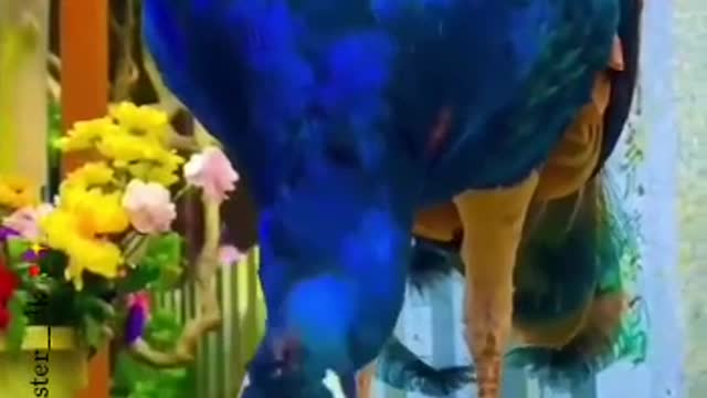 श्रावणातला मोर