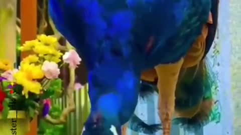 श्रावणातला मोर