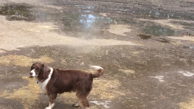 Dog Walks into Unexpected Whirlwind