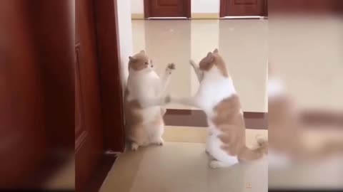 Cute funny cat videos 😍🐱