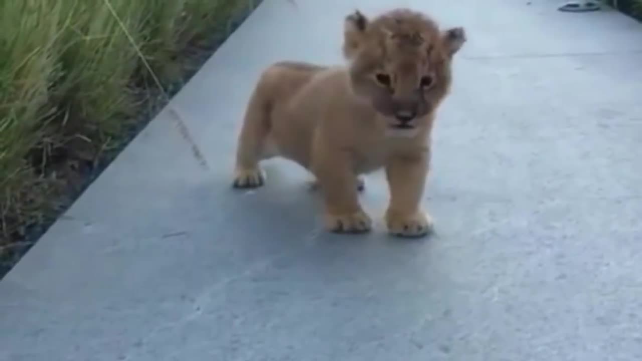 Cute little lion