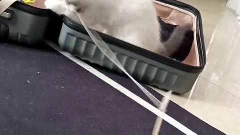 You can't let the kitten come out of the suitcase with the cat stick...