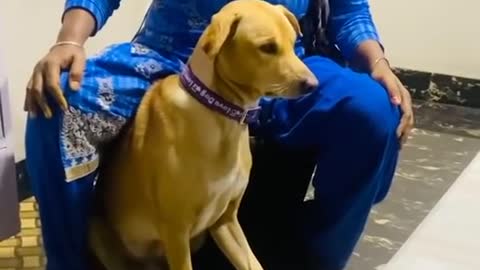 Funny dog training video!