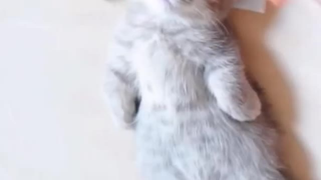 Cute kitten relax 😍😍 | Cute cat clips