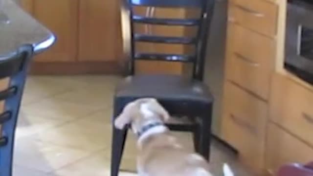 Clever dog steals chicken from oven