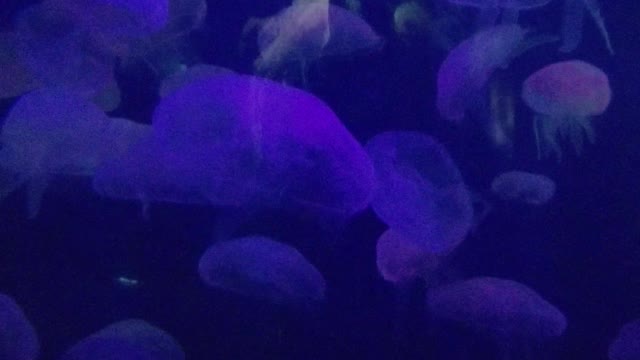 Glowing jelly fish in San Francisco aquarium