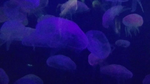 Glowing jelly fish in San Francisco aquarium