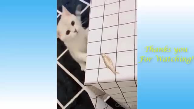 Cute Pets And Funny Animals Compilation #16 Pets Gardens