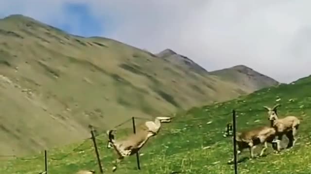 A herd of goats is jumping the fence