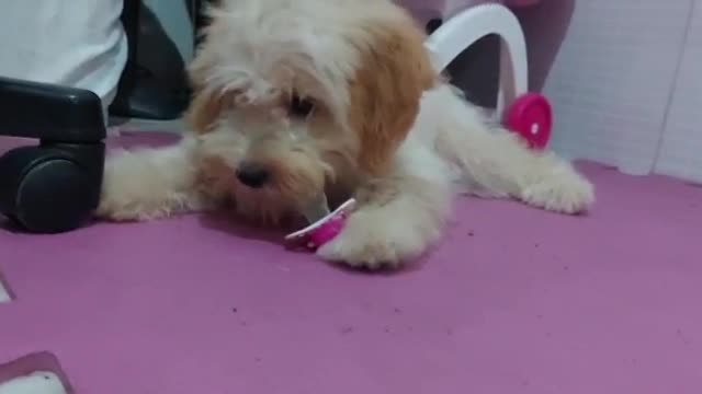 my dog ​​with a pacifier