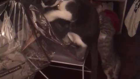 Cat scratching comforter case