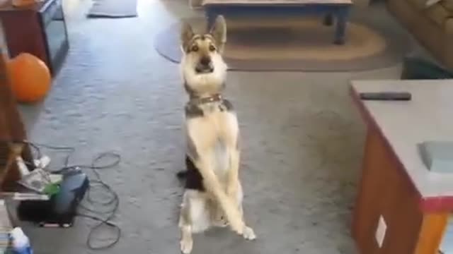funny and cute dog playing
