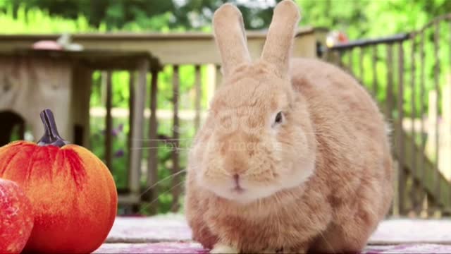 Funny and Cute Baby Bunny Rabbit Videos - Baby Animal Video Compilation