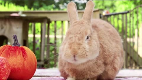 Funny and Cute Baby Bunny Rabbit Videos - Baby Animal Video Compilation