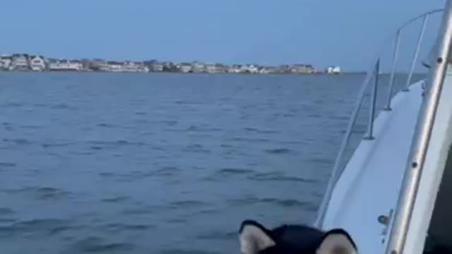 Shadow Enjoying our Labor Day Boat Ride!#shorts #dog #husky #cruise #boat #ocean #engineering #chevy