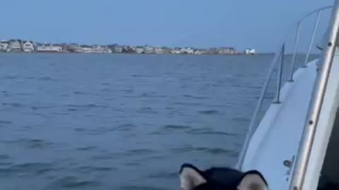 Shadow Enjoying our Labor Day Boat Ride!#shorts #dog #husky #cruise #boat #ocean #engineering #chevy