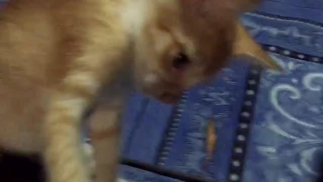 Playing With Little Kitten 🐱