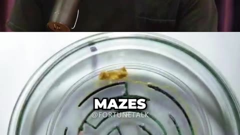Slime Smarter Than Humans ft. Joe Rogan