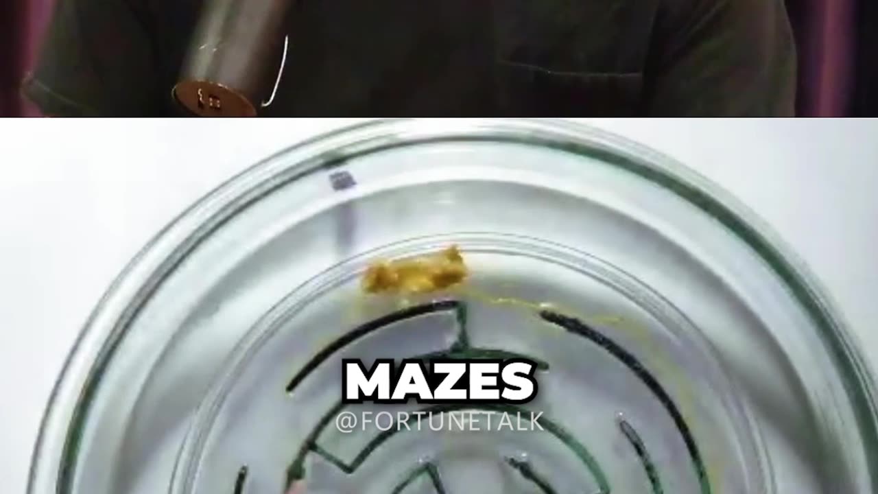Slime Smarter Than Humans ft. Joe Rogan